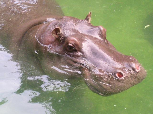 kepala hippo kuda nil dalam air